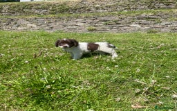 Mixed Breed dogs for sale: Sprollie pups - Image 5