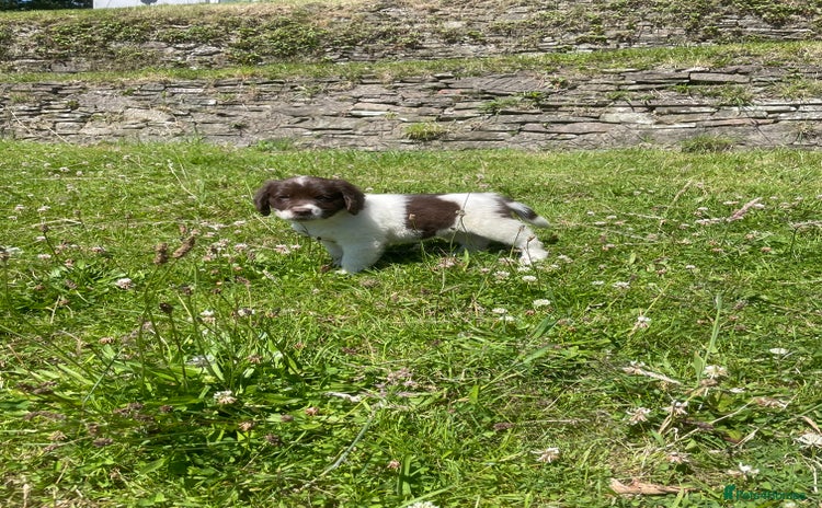 Mixed Breed dogs - Advert 15