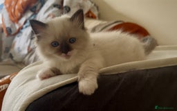 Ragdoll cats for sale: READY SOON!! PUREBRED RAGDOLL KITTENS - Image 6