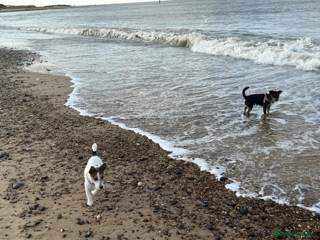 Jack Russell dogs for sale: 2 wired haired Jack Russels - Advert 2