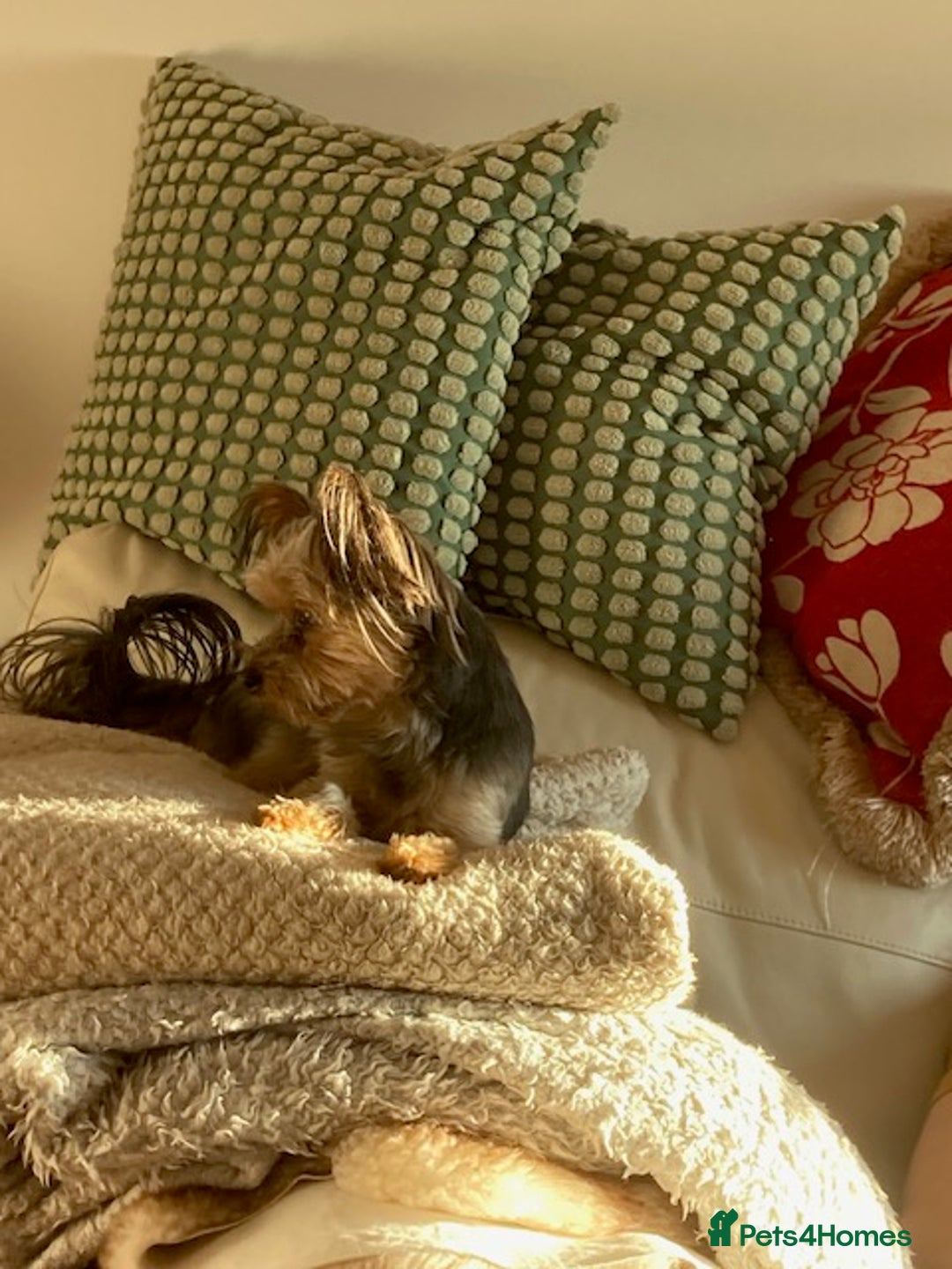 Yorkshire Terrier dogs for sale: Maxi  - Advert 1