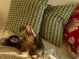 Yorkshire Terrier dogs Maxi - Advert 17