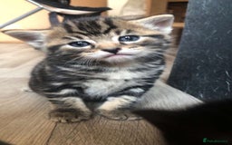 Mixed Breed cats for sale: Kittens for sale  - Image 8