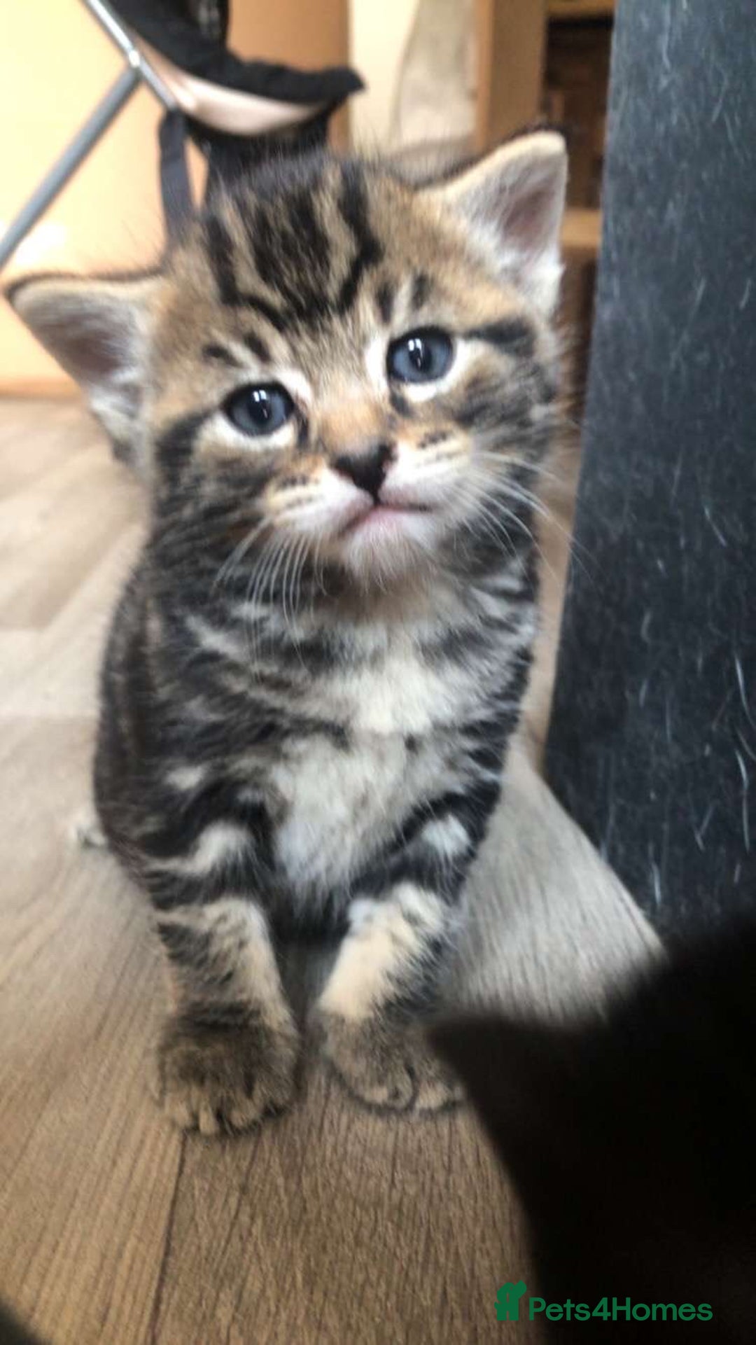 Mixed Breed cats for sale: Kittens for sale  - Image 8