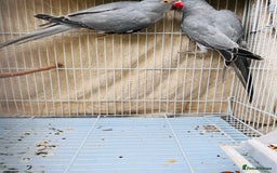 Ringnecks birds for sale: Stunning rare Ringnecks for sale  - Image 5