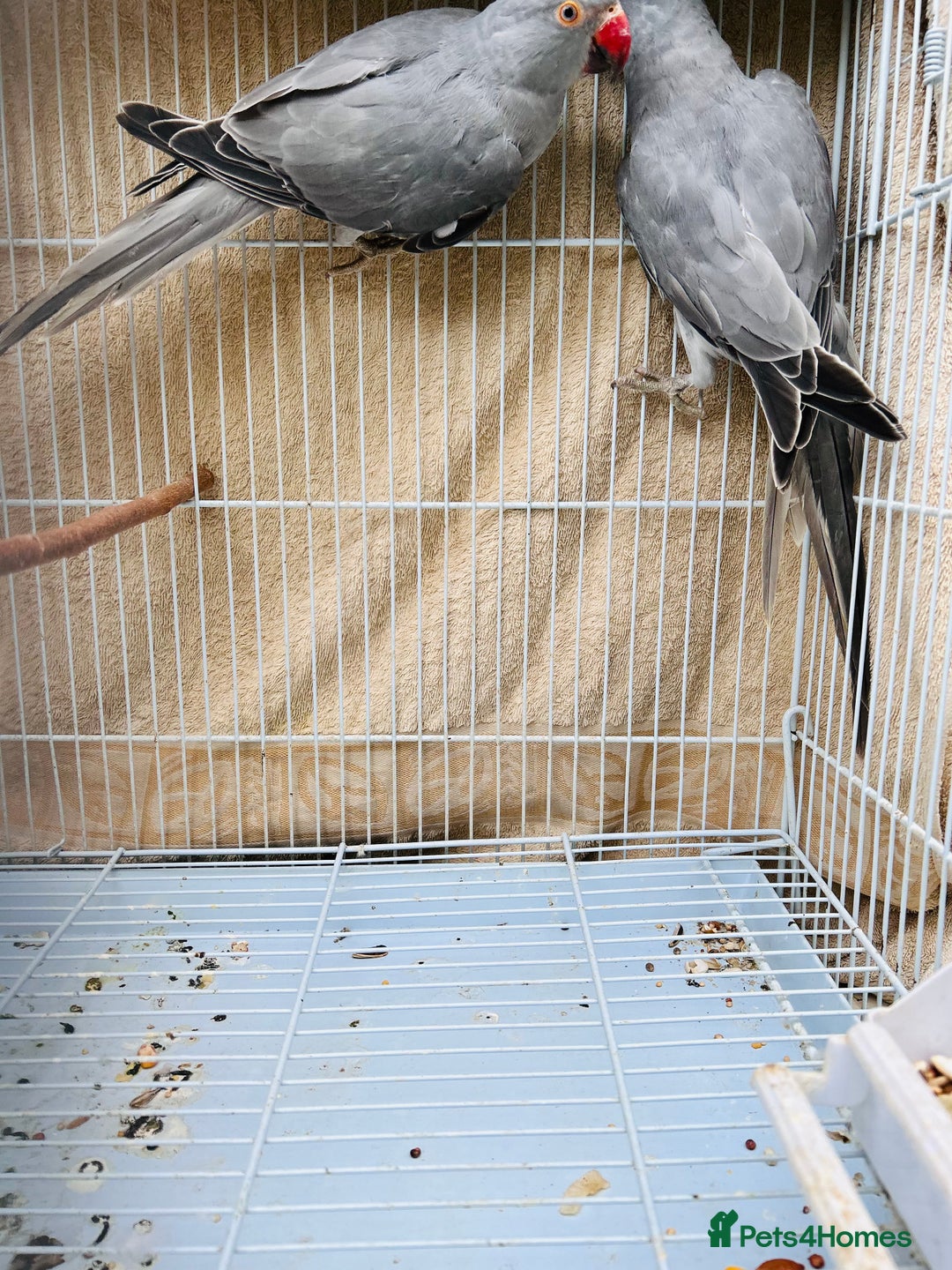 Ringnecks birds for sale: Stunning rare Ringnecks for sale  - Image 5