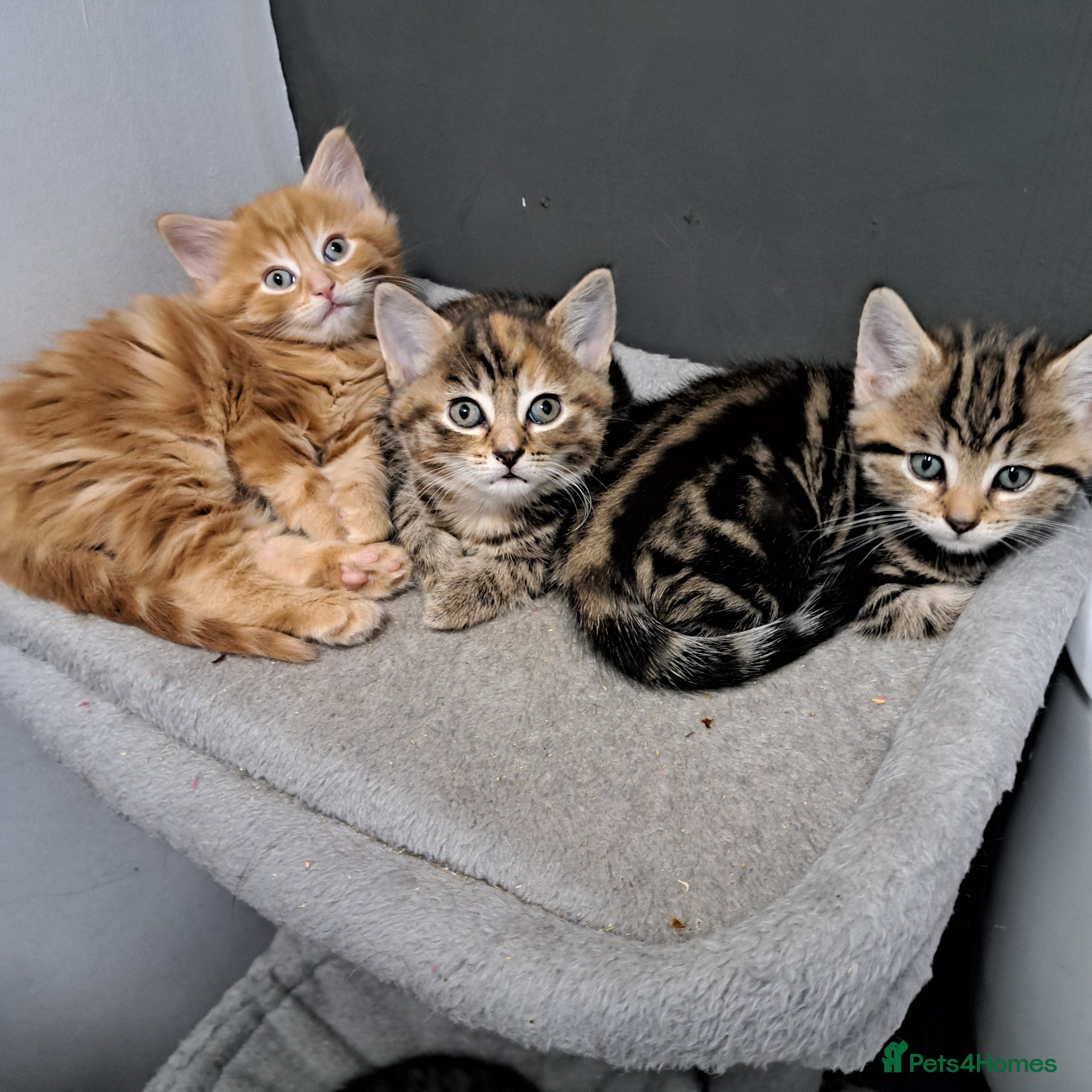 Mixed Breed cats Tabby x Maincoon kittens - Advert 3