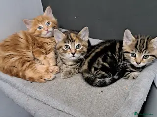 Mixed Breed cats Tabby x Maincoon kittens - Advert 3