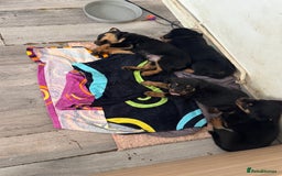 Rottweiler dogs for sale: Beautiful chunky Rottweiler puppies  - Image 3