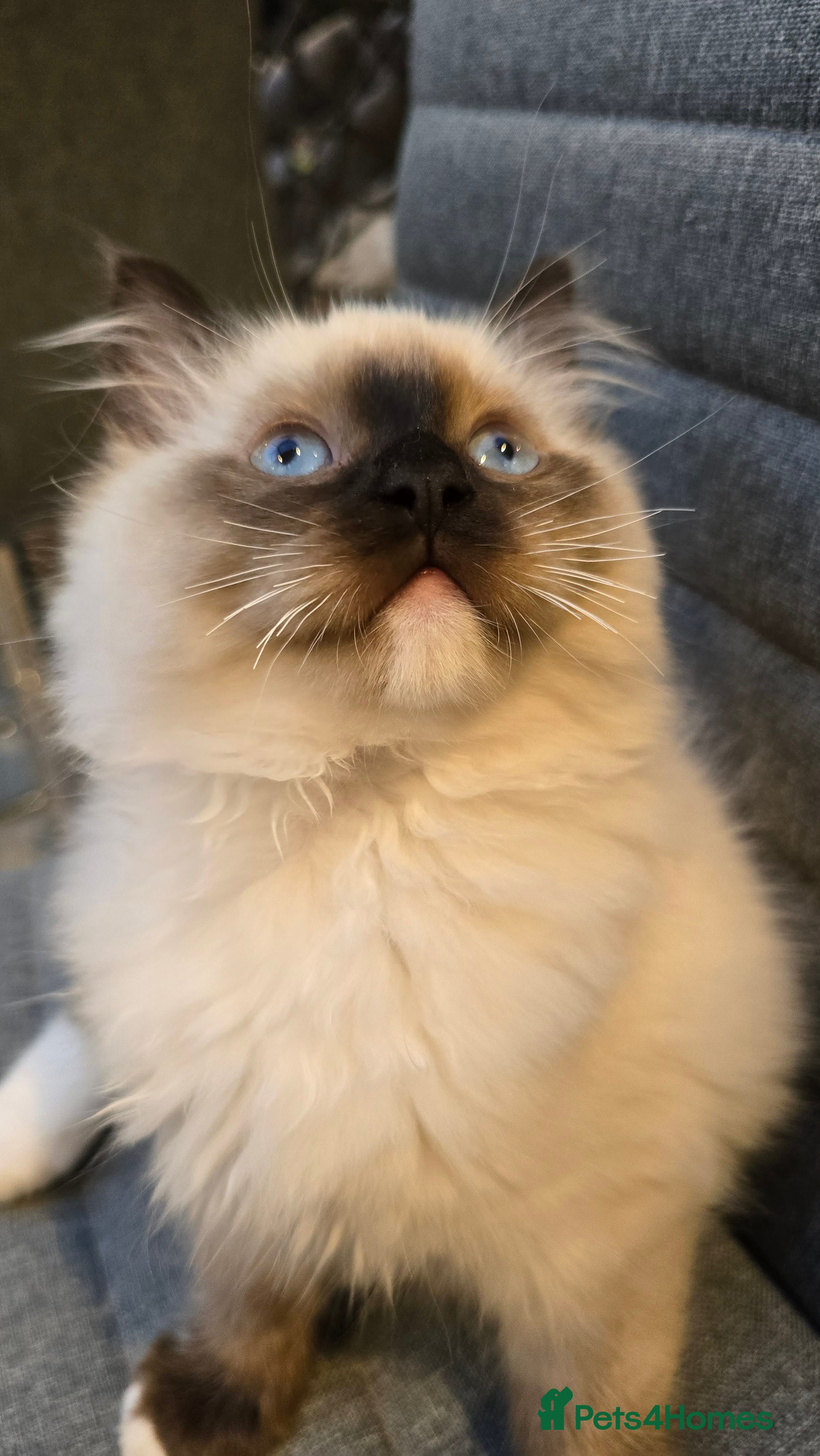 Ragdoll cats Rare European Long-Haired Ragdoll Kittens - Advert 2