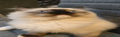 Smudge