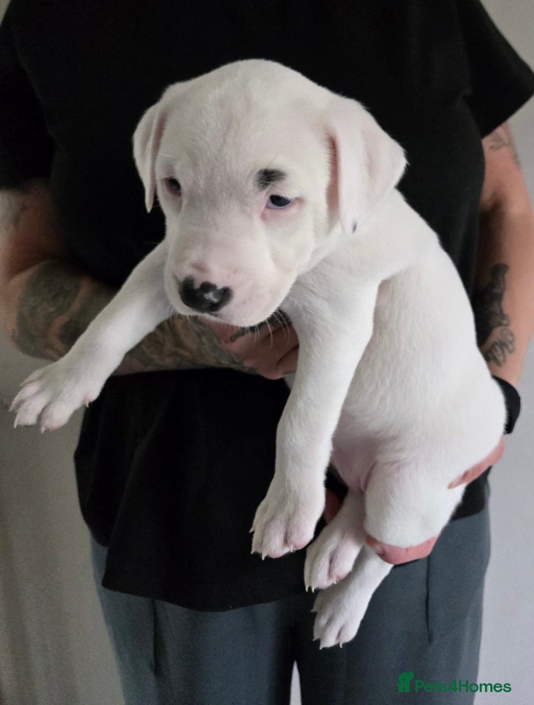 American Bulldog dogs for sale: American staffie cross pups  - Image 4