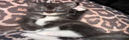 Scottish Fold cats for sale: Beautiful Scottish Fold Mix Kittens 2 Girls 1 boy in Wallington - Advert 8