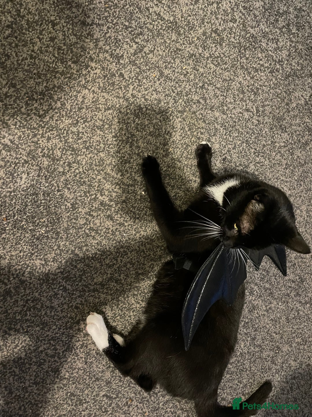 Mixed Breed cats for sale: *Free££* Beautiful brothers looking loving home - Advert 3