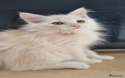 Maine Coon cats for sale: Beautiful boy re available  - Image 2