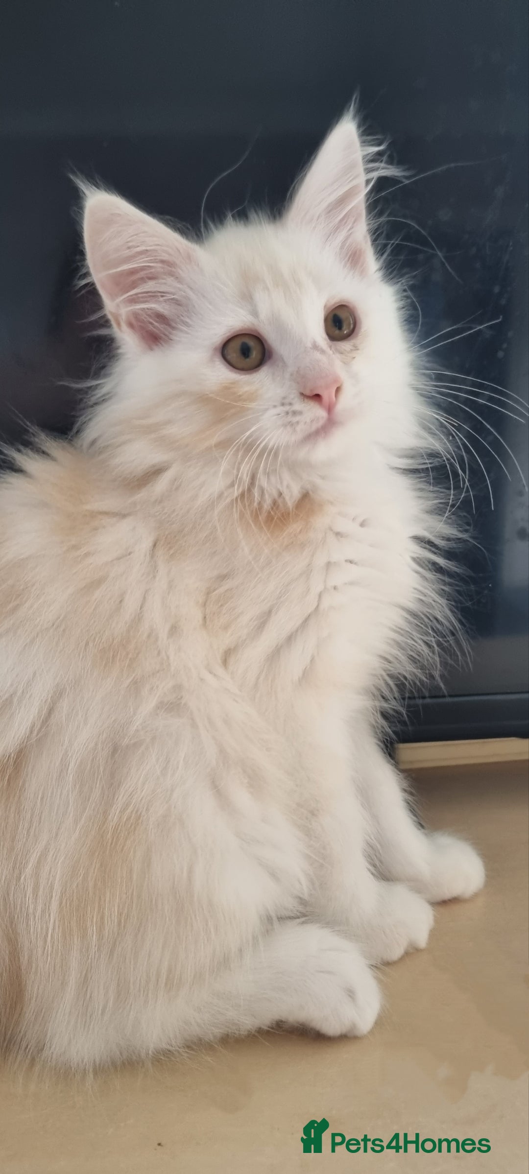 Maine Coon cats for sale: Beautiful boy re available  - Image 2