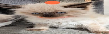 Ragdoll 1 - Orange collar