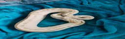 Python Snake reptiles for sale: Various Royal Pythons - Advert 15