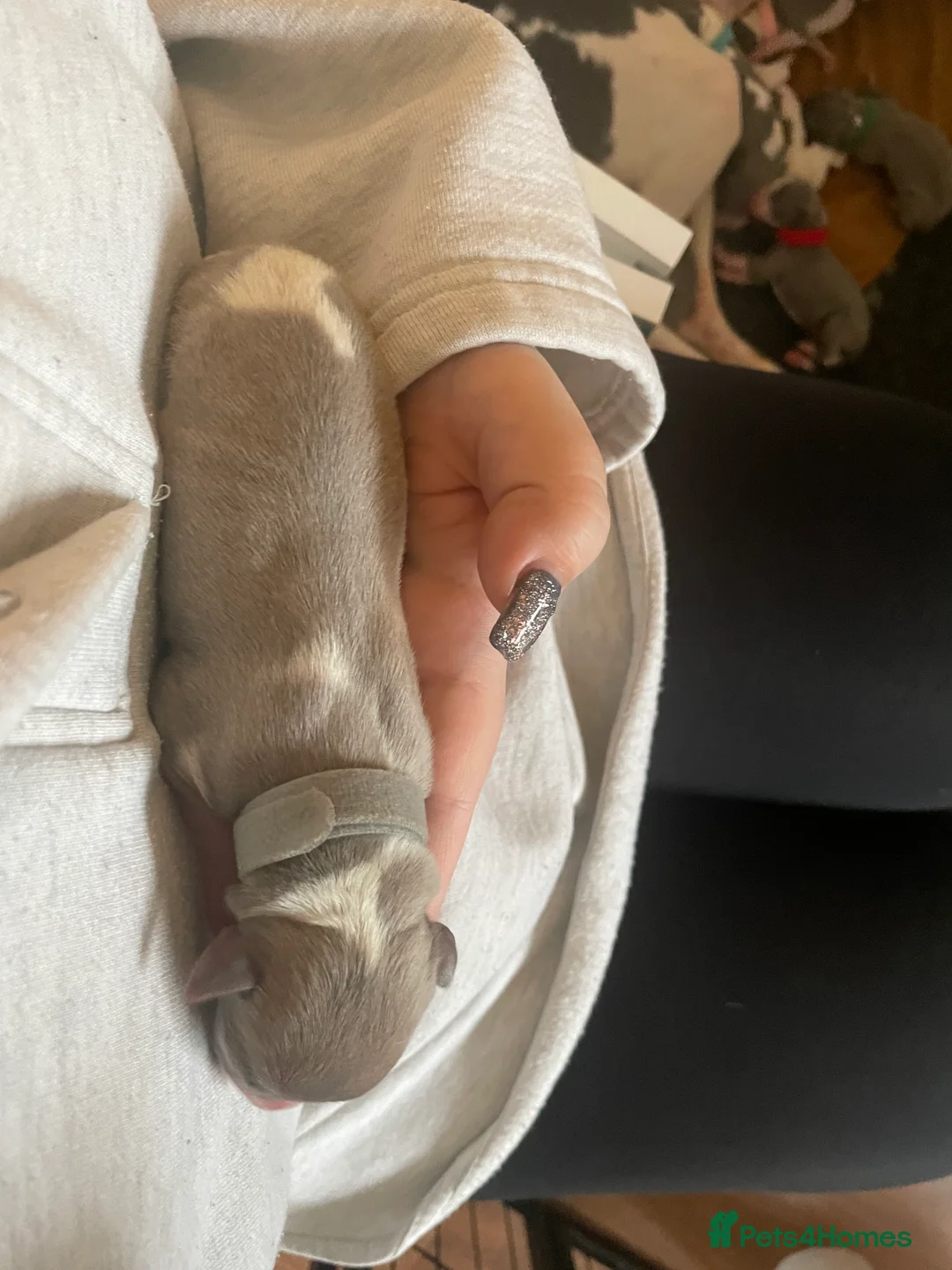 Whippet dogs for sale: KC whippet puppies for sale - Advert 9