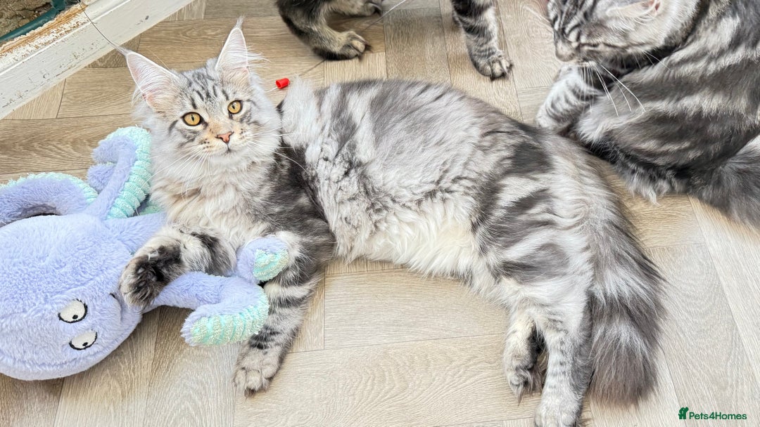 Maine Coon cats for sale: WE MAY SELL ACTIVE Top quality Maine coon kittens - Advert 28