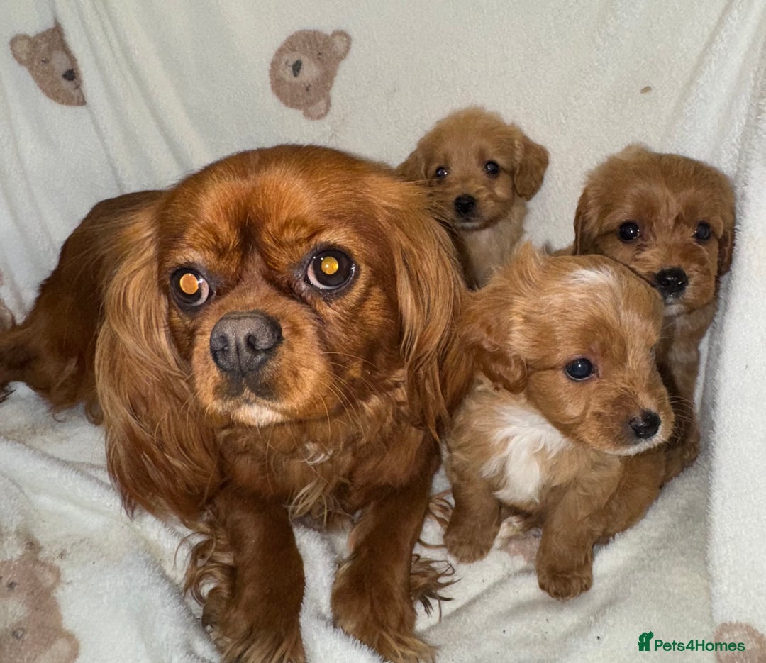 Cavapoo dogs for sale: Gorgous F1 Cavapoo puppies💙 - Advert 10