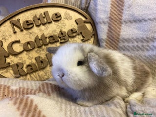 Mini Lop rabbits Mini lops boys - Advert 1