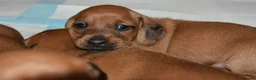 Miniature Dachshund dogs for stud: KC Registered Cream Long Haired Dachshund Stud - Advert 14