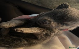 Pomeranian dogs for stud: For stud  in Billingham - Image 10