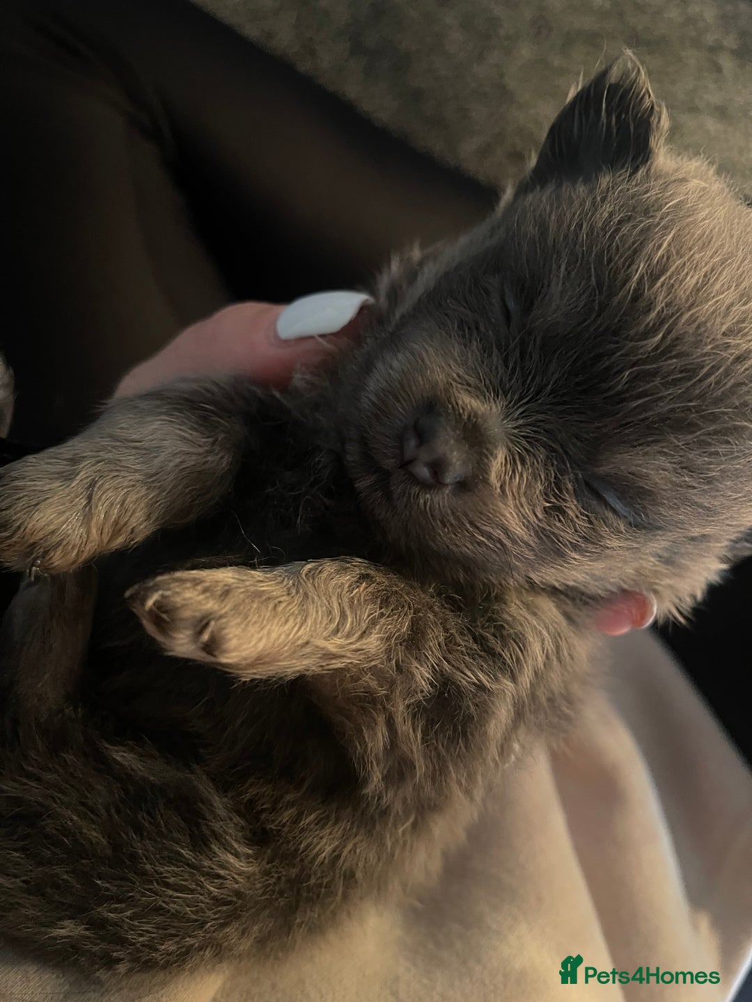 Pomeranian dogs for stud: For stud  in Billingham - Image 10