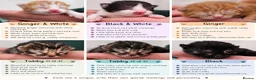Mixed Breed cats for sale: Beautiful Unique Kittens Now Available to Reserve in Salisbury - Advert 1