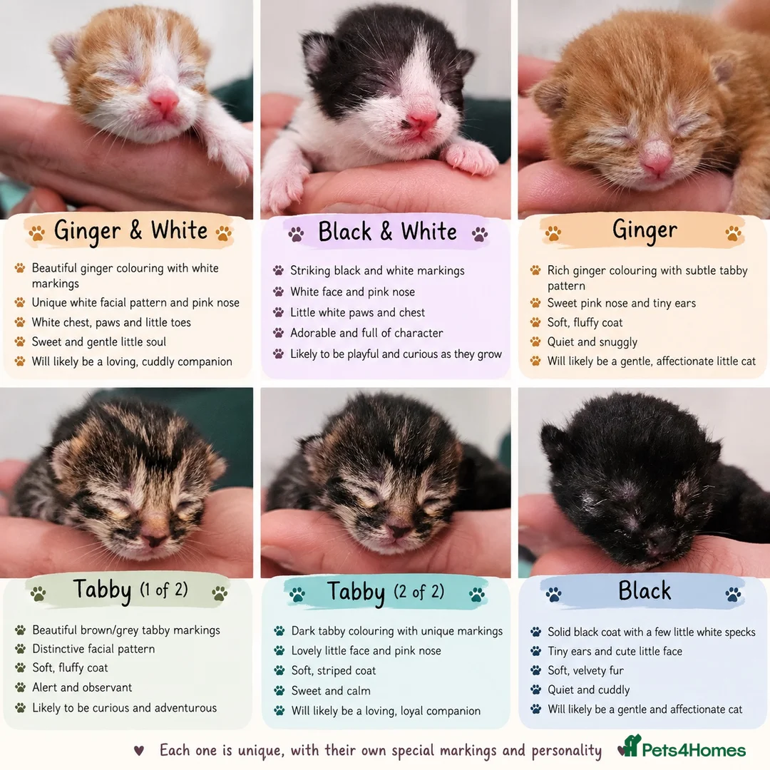 Mixed Breed cats for sale: Beautiful Unique Kittens Now Available to Reserve in Salisbury - Advert 1