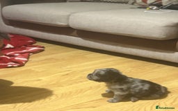 French Bulldog dogs for sale: French bulldog puppies (fluffy gene carriers) - Image 7