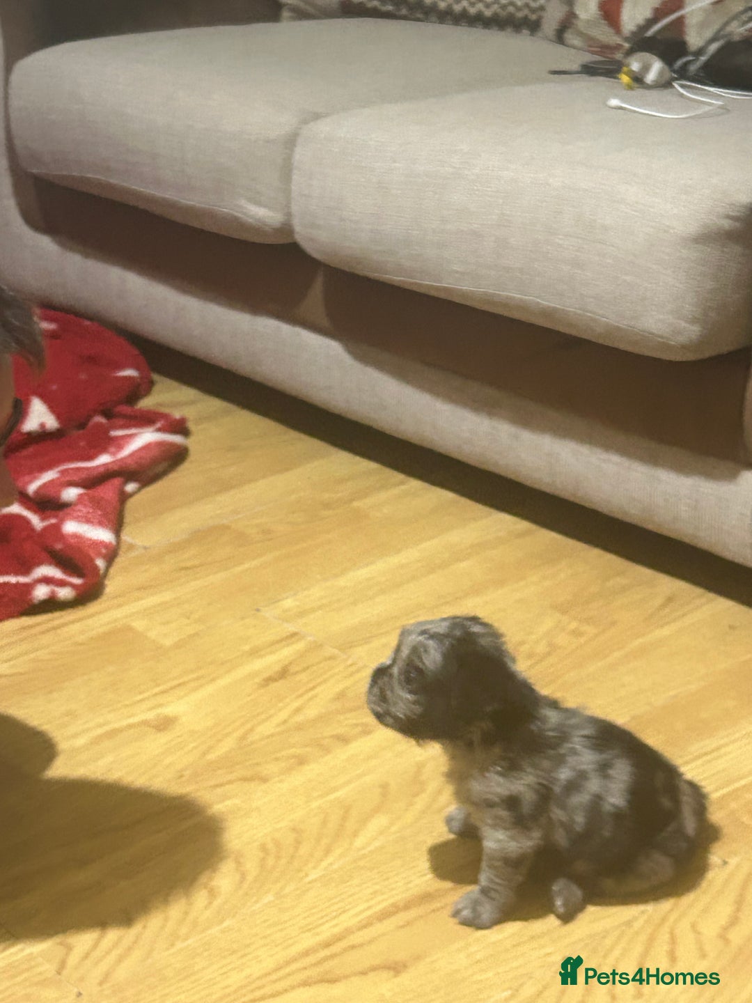 French Bulldog dogs for sale: French bulldog puppies (fluffy gene carriers) - Image 7