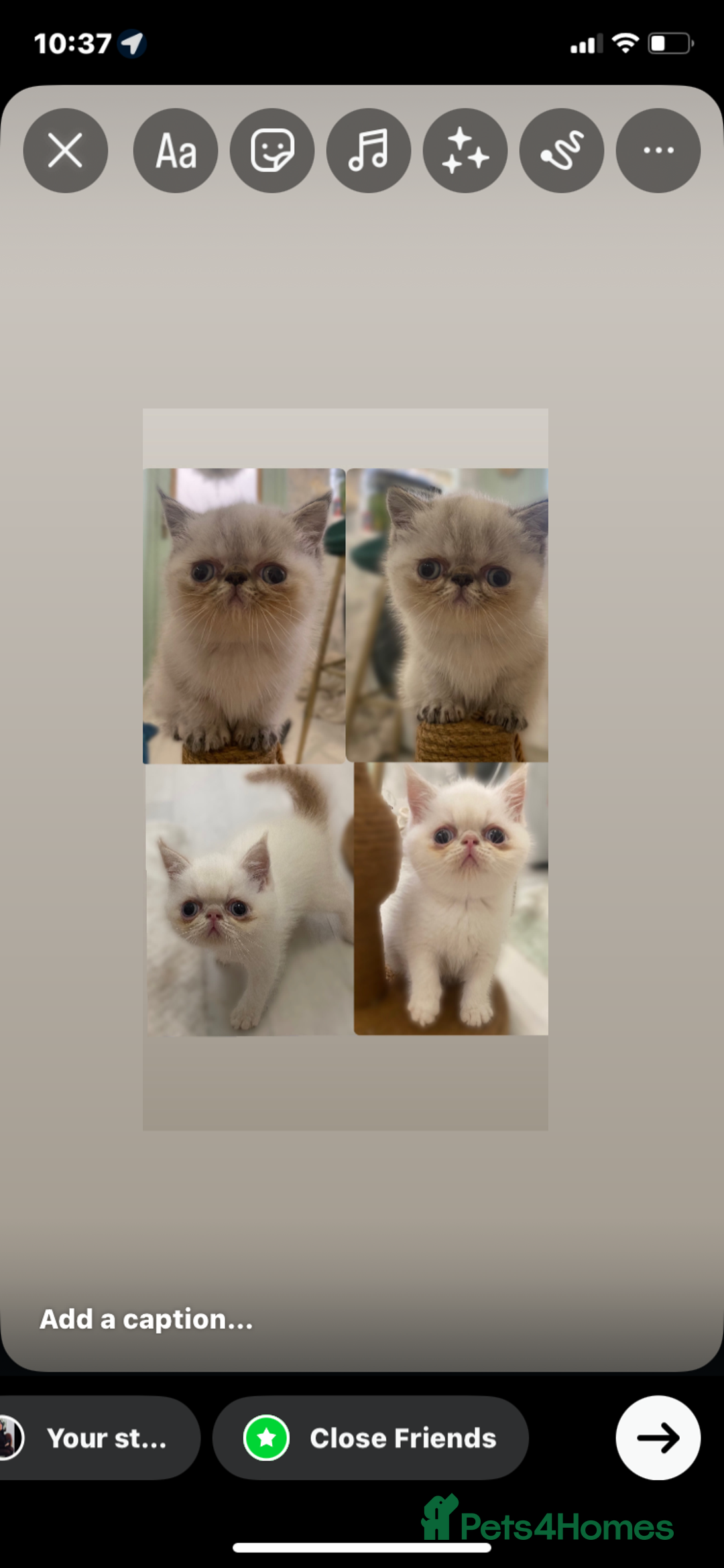 Exotic cats for sale: Outstanding exotic kittens  - Image 3