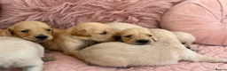 Golden Retriever dogs for sale: Golden Retriever Puppies - Advert 19