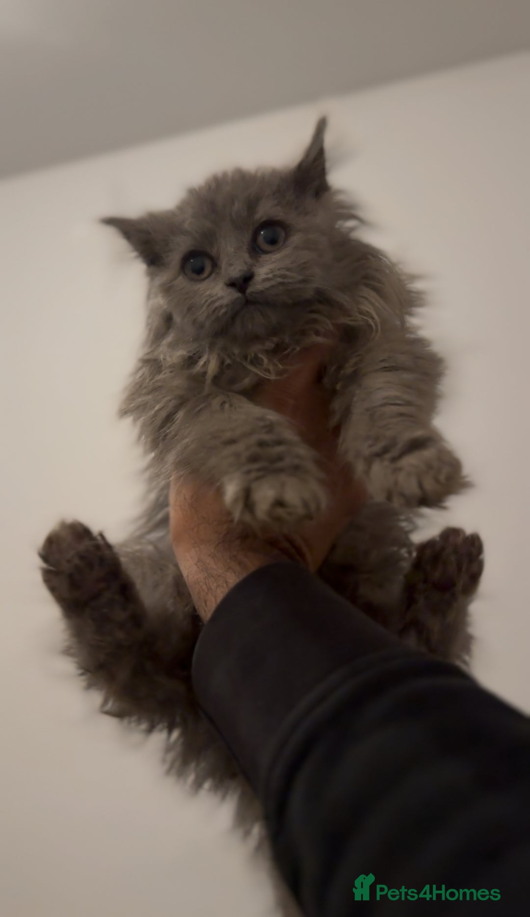 British Longhair cats for sale: Adorable British Longhair Kittens Ready Now! - Advert 14