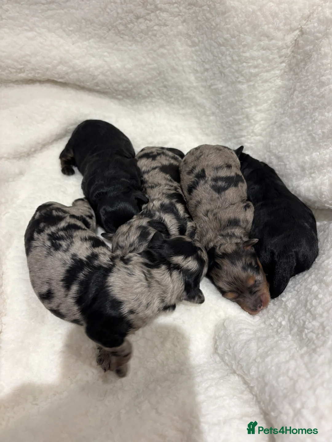 Maltipoo dogs for sale: 💎 Adorable Maltipoo Puppies ❤️ - Advert 17