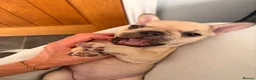 French Bulldog dogs for sale: Beautiful KC Registered French Bulldog Puppies 🐾 - Advert 23