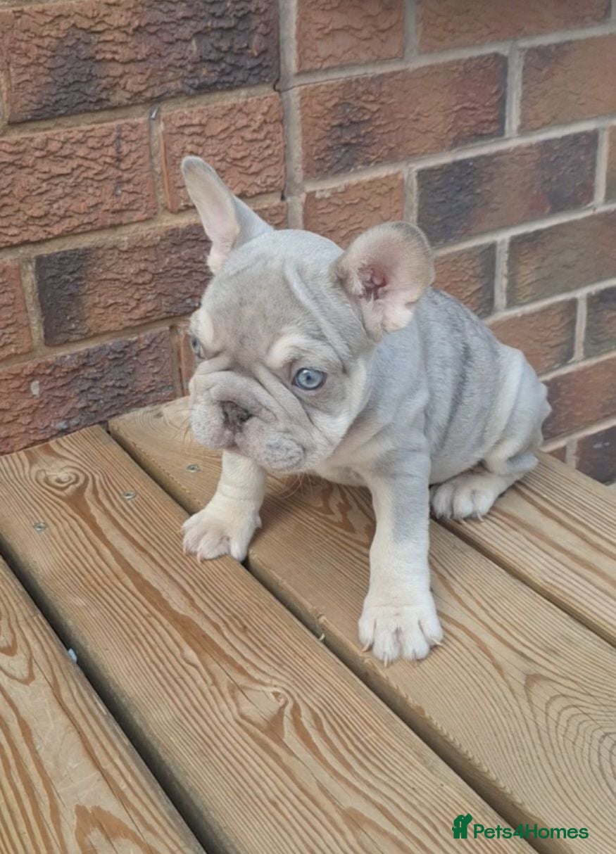 French Bulldog dogs Beautiful  pups ready to go - Advert 5