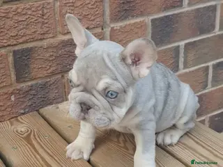 French Bulldog dogs Beautiful pups ready to go - Advert 5