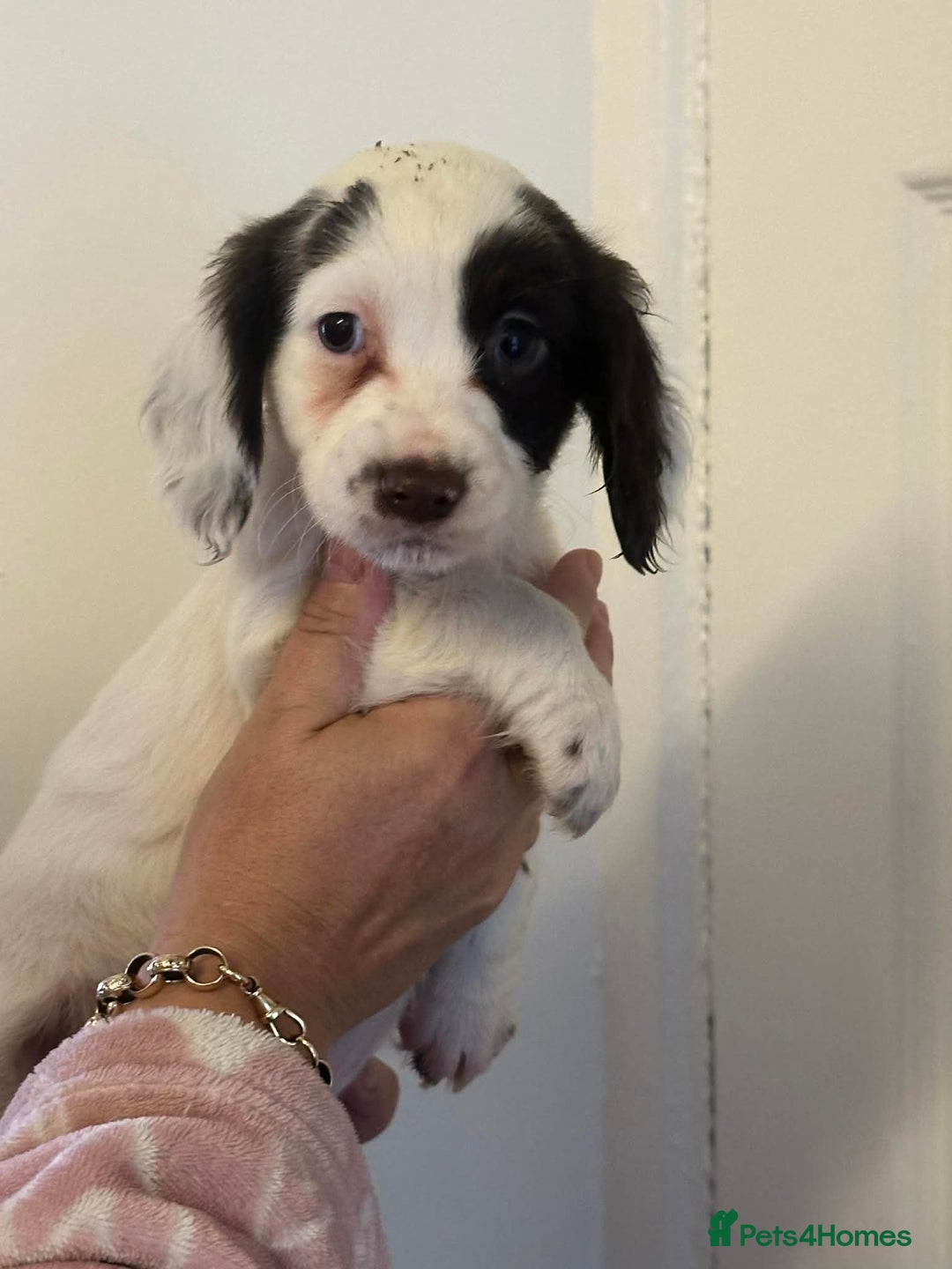 Cocker Spaniel dogs for sale: Cocker spaniel puppies - Advert 3