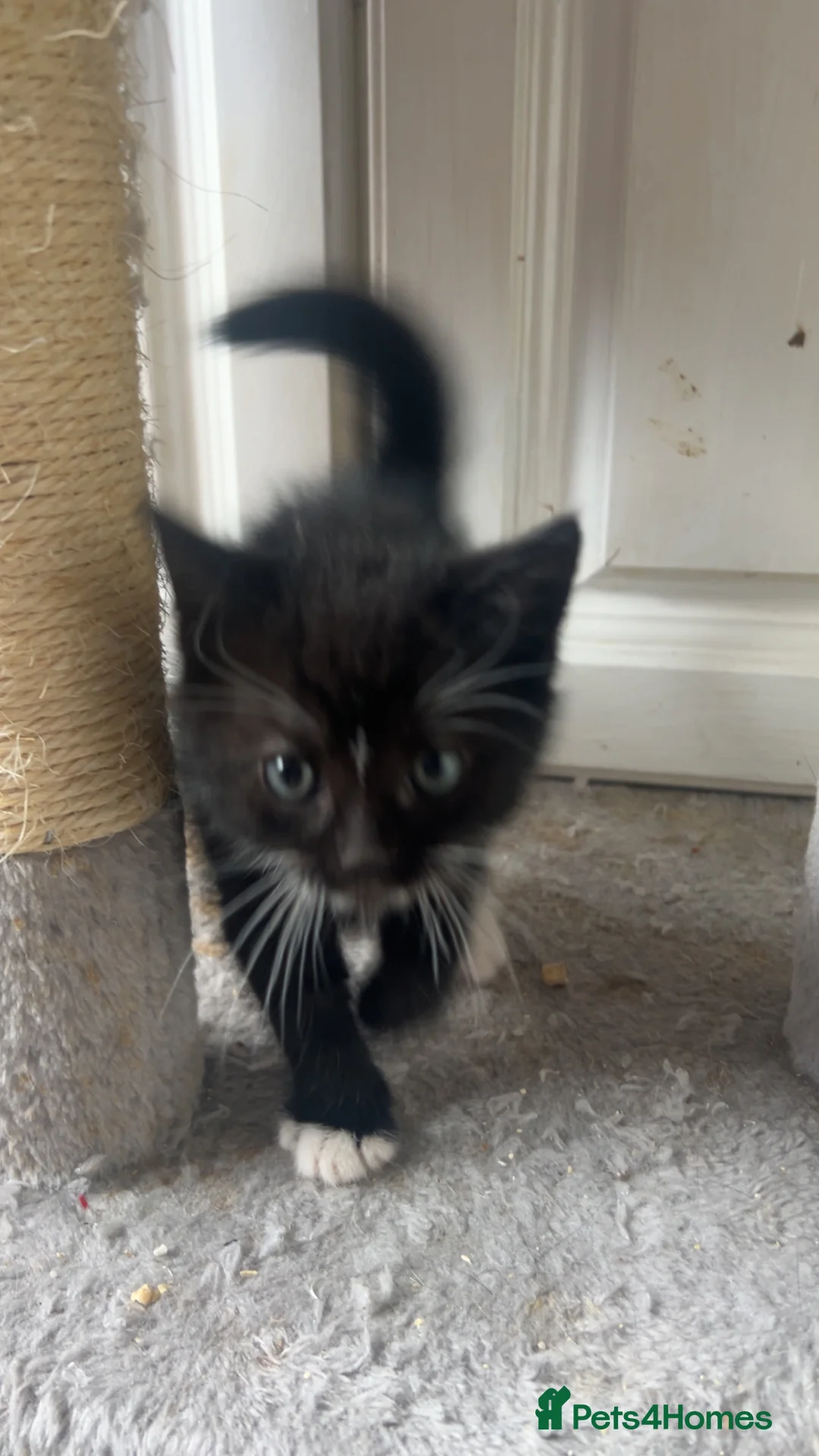 Mixed Breed cats for sale: Two male kittens available  in Cannock - Advert 2