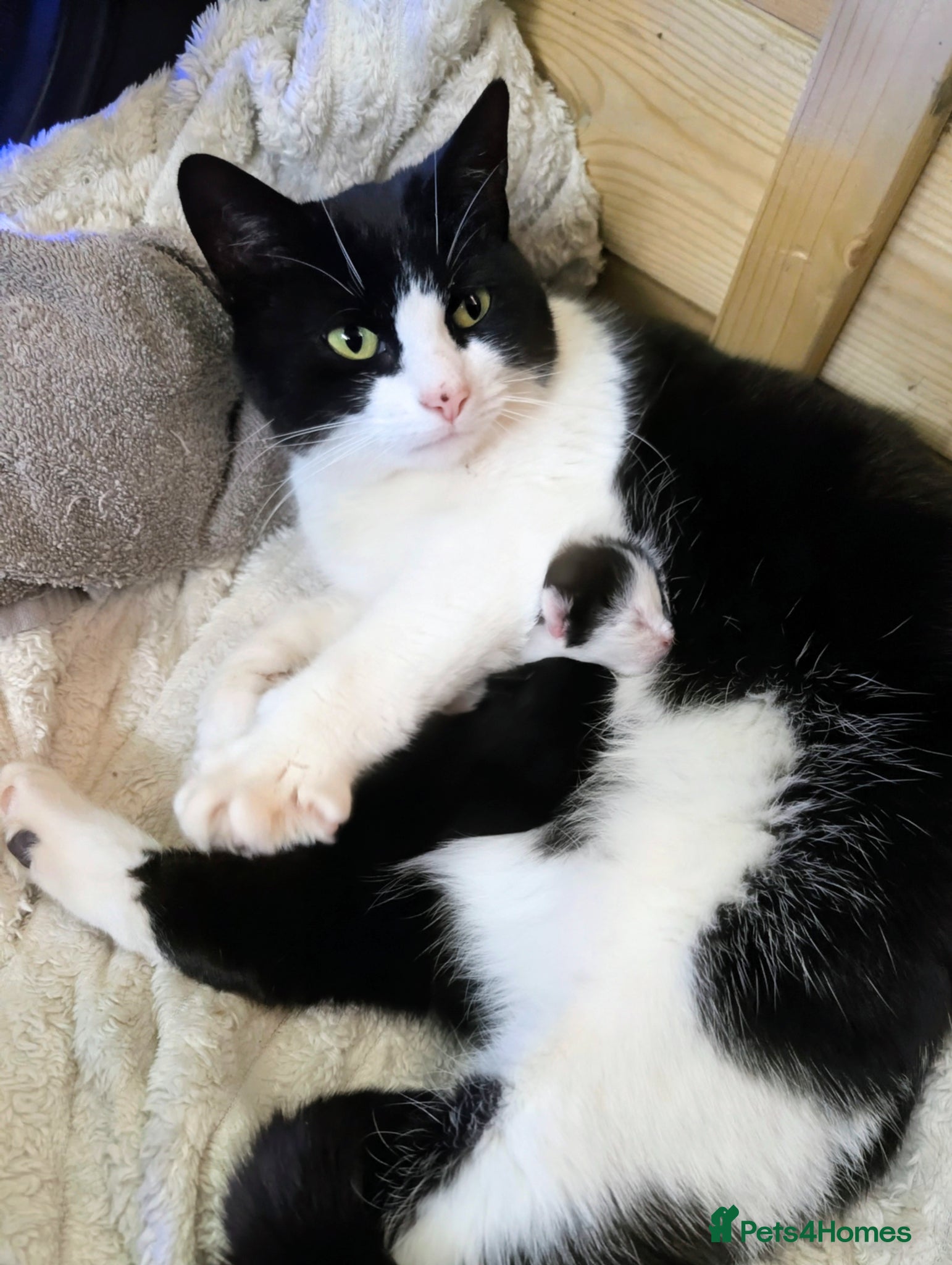 Mixed Breed cats Kittens for sale  - Advert 13