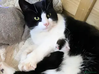 Mixed Breed cats Kittens for sale - Advert 2