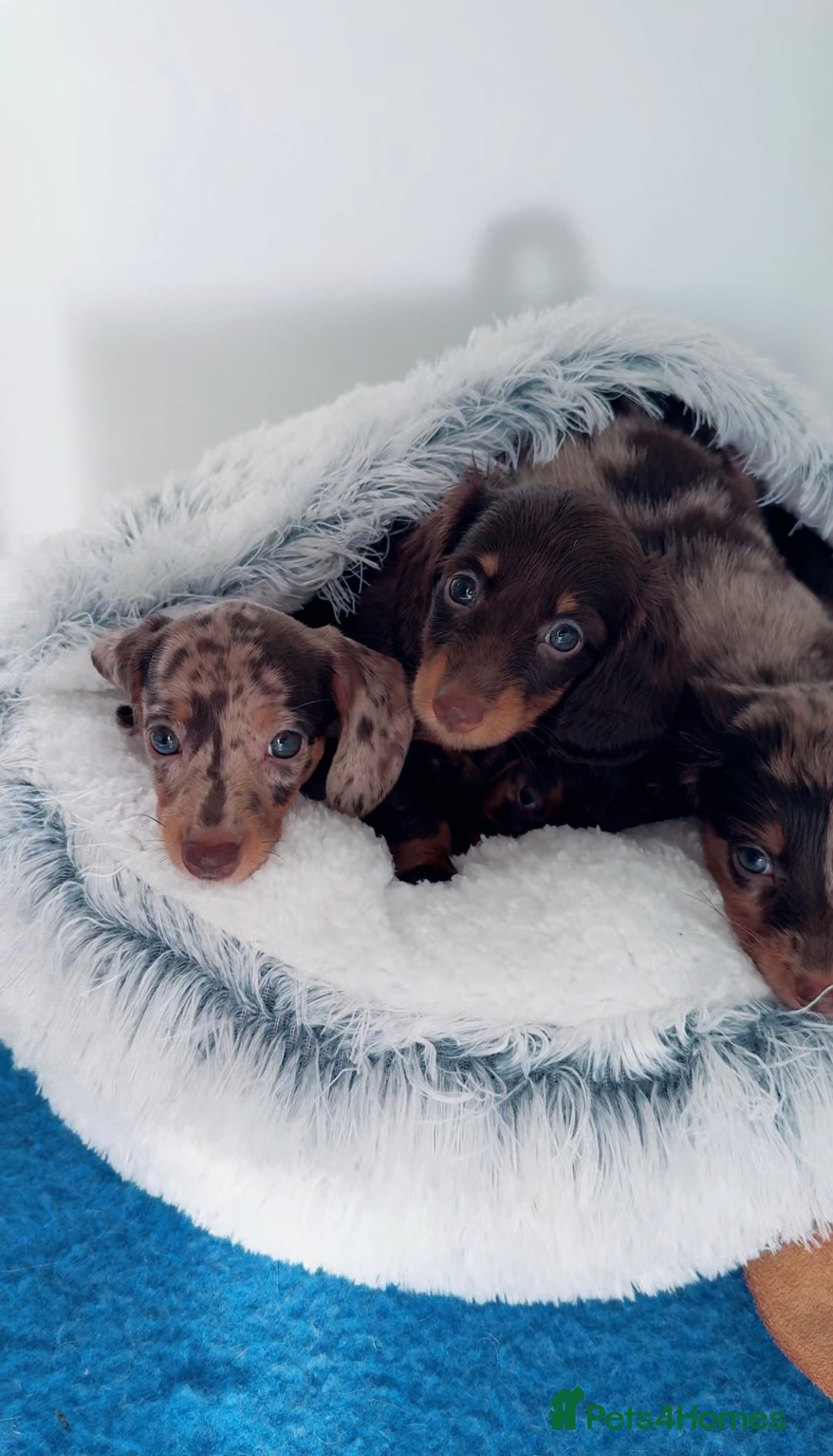 Miniature Dachshund dogs for sale: Quality miniature long hair choc & tan dapples - Image 2