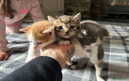 Mixed Breed cats for sale: Kittens.. Ready to reserve.  - Image 2