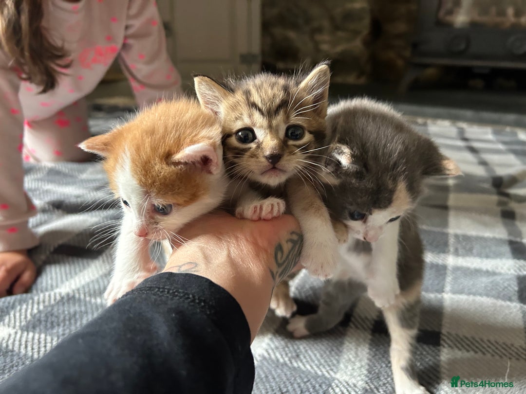 Mixed Breed cats for sale: Kittens.. Ready to reserve.  - Image 2