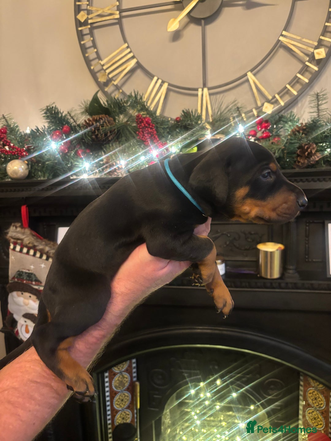 Dobermann dogs for sale: Beautiful chunky Dobermans puppies  - Advert 12