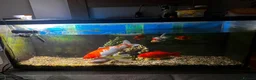 Koi Carp fish for sale: Large Koi and Goldfish – Rehome Together in Newark - Advert 3