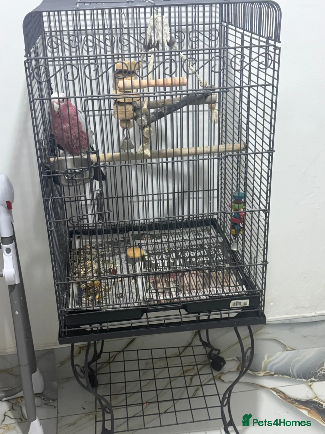 Budgerigars birds for sale: Silly tame and talking galah cockatoo with cage  - Advert 4